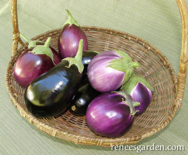 Eggplant Italian Trio