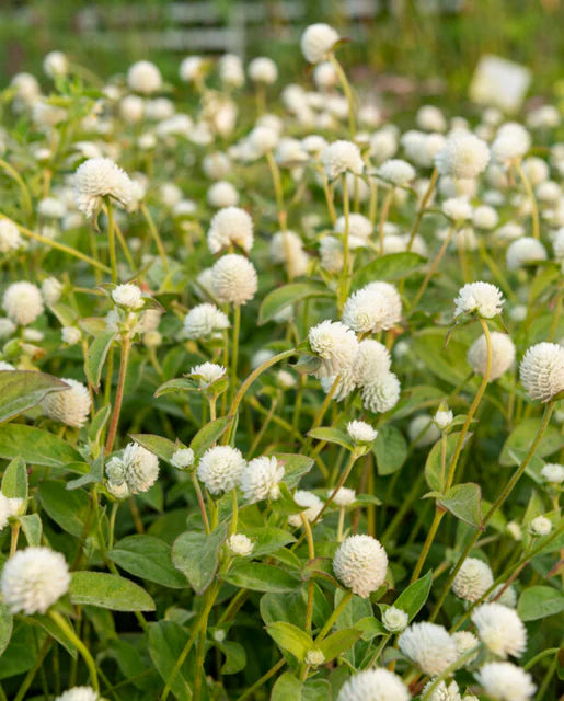 Gomphrena White WCS Seeds