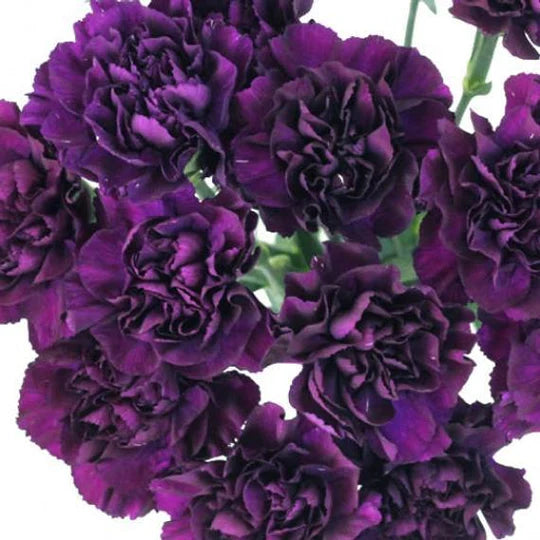 Carnation Genadine King MIgardener Seed