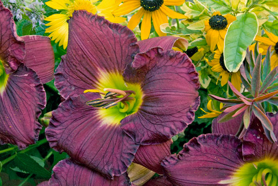 Daylily Grape Velvet 1G