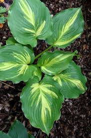 Hosta Lakeside Paisley Print 2G
