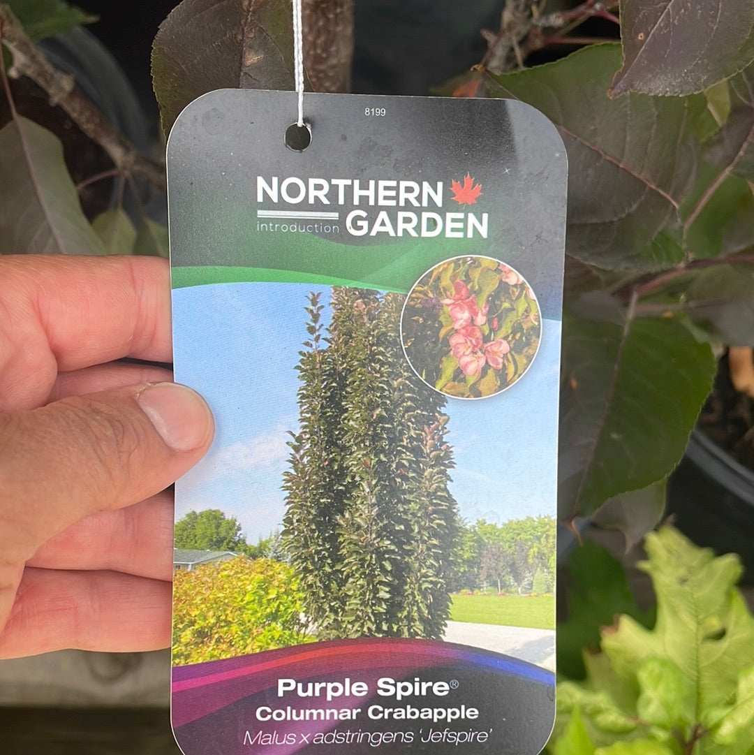 Purple Spire Columnar Crabapple 7G