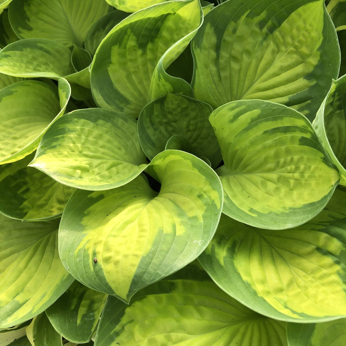Hosta Rainforest Sunrise 1 Gallon