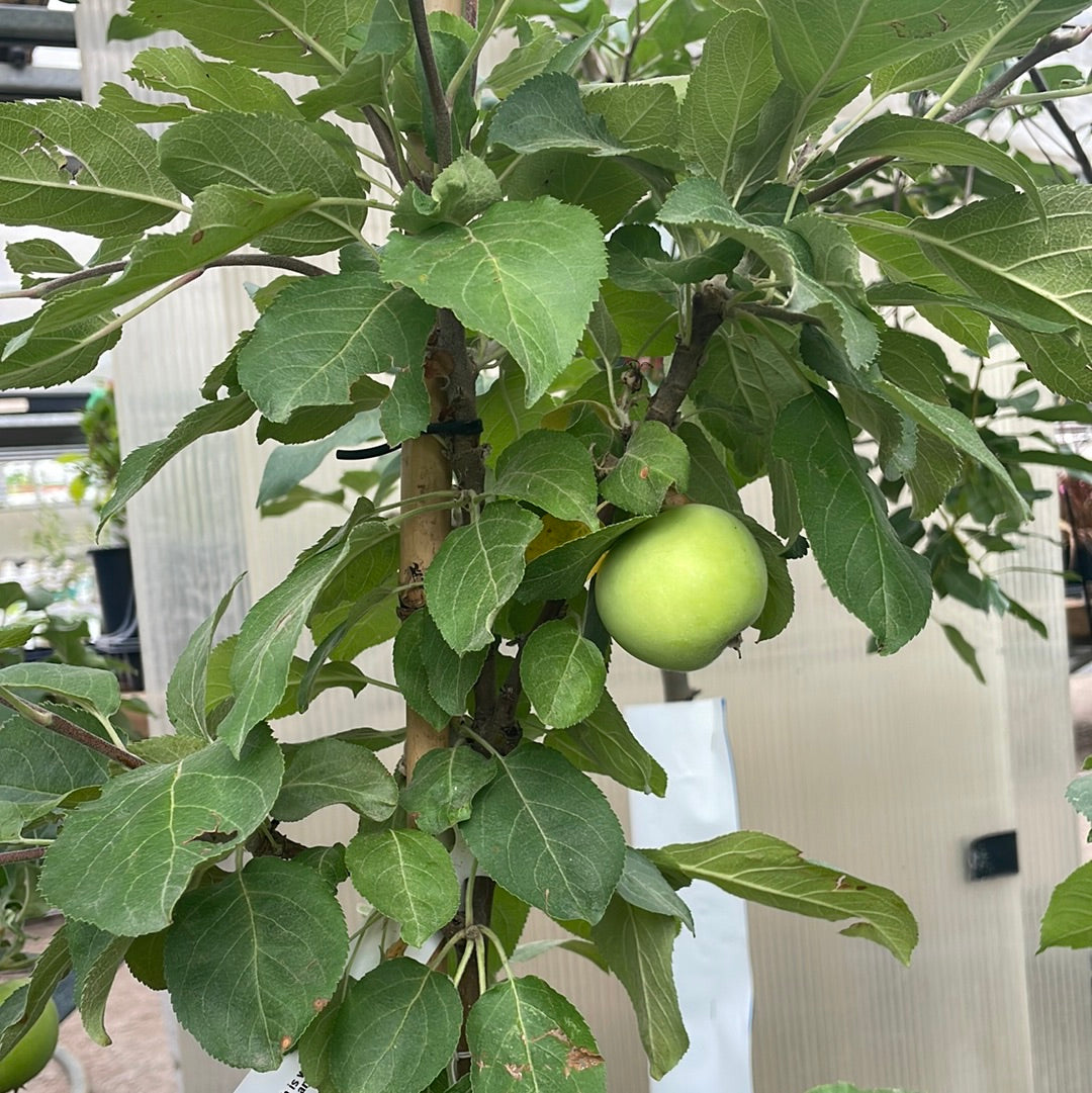 Apple Tree Dwarf Gemini 10G