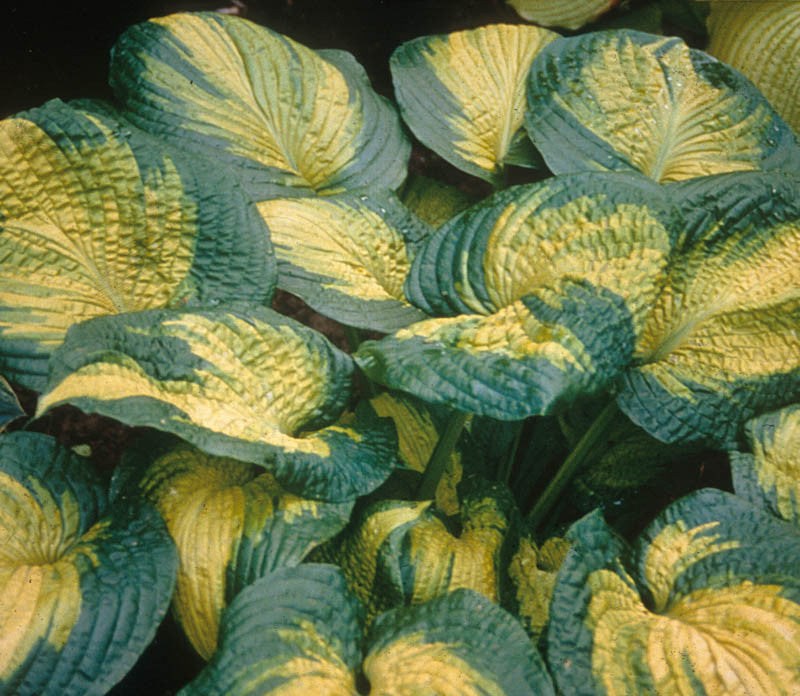 Hosta Brother Stefan 1G