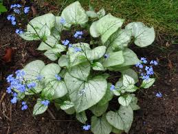 Brunnera Looking Glass 1G