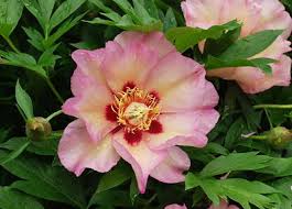 Peony Itoh Pastel Splendor 1G