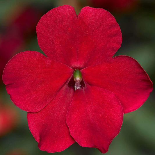 Impatiens Imara XDR Red OSC Seed