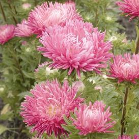 Aster Jewel Rose MIgardener