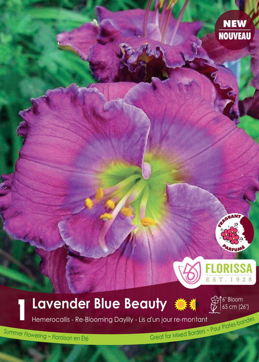 Daylily Lavender Blue Beauty Root