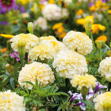 Marigold African Moonlight MIgardener Seed