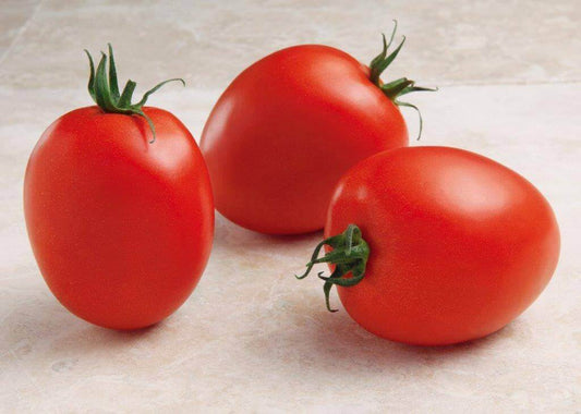 Tomato Namib OSC Seed