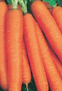 Carrot Nantes Coreless Organic OSC Seed