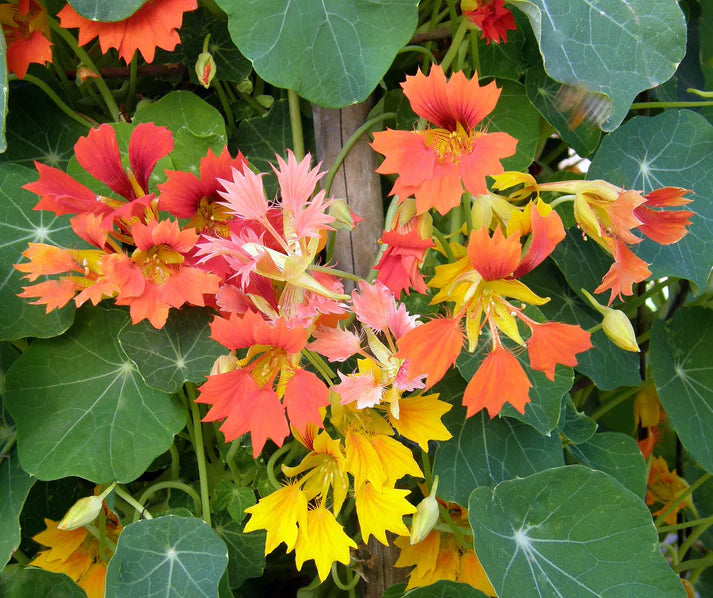 Nasturtium Climbing Phoenix