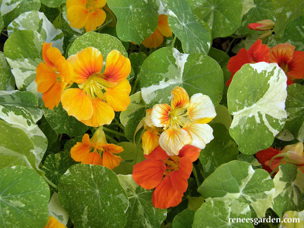 Nasturtium Alaska Mix