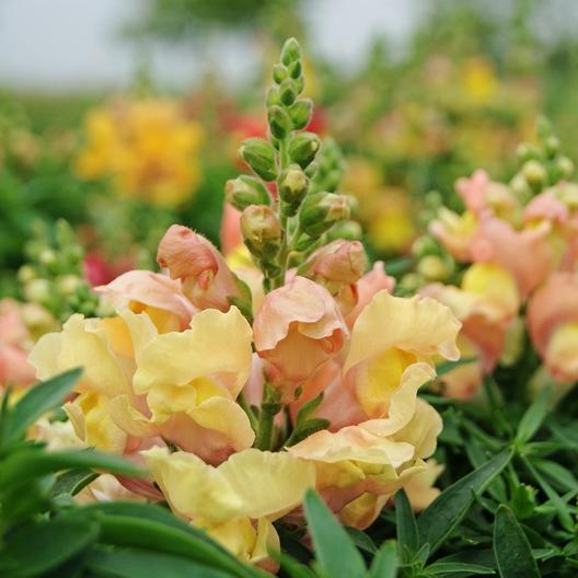 Snapdragon Apple Blossom MIgardener Seed