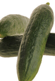 Cucumber Mercury Hybird OSC Seed