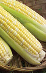 Corn Supersweet Organic OSC Seed