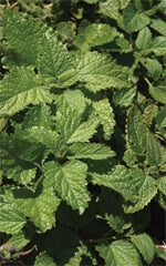 Lemon Balm OSC Seed