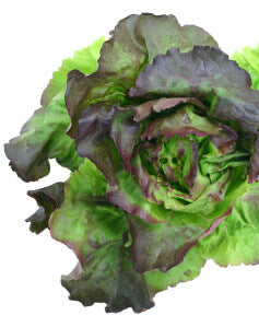 Lettuce Merveille Four Seasons Organic OSC Seed