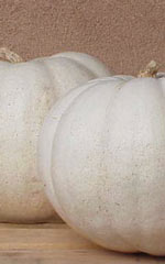 Pumpkin Lumina OSC Seed