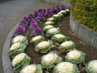 Flowering Cabbage OSC Seed