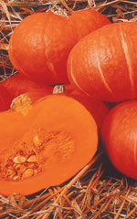 Squash Sunshine OSC Seed