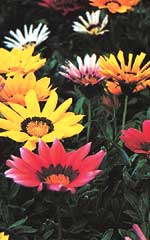 Gazania Sunshine Hybird Mix OSC Seed