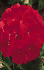 Geranium Maverick Scarlet OSC Seed