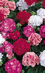 Geranium Maverick Mixed OSC Seed