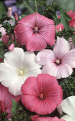 Lavatera Mixed Colours OSC Seed