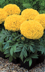 Marigold Antigua Yellow OSC Seed