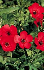 Flax Scarlet OSC Seed