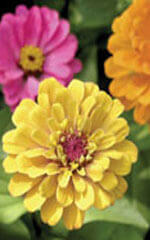 Zinnia Thumbelina Mixed Colours OSC Seed