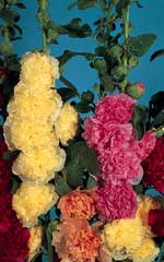 Hollyhock Chatters Double Mixed OSC Seed