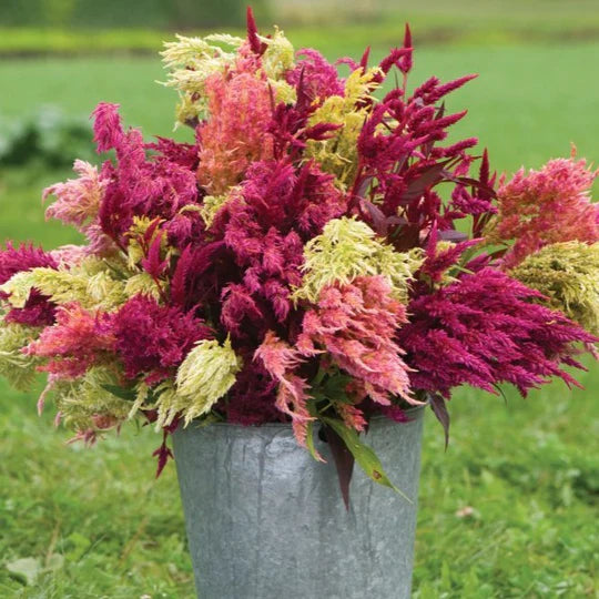 Celosia Pampas Plume MIgardener Seed