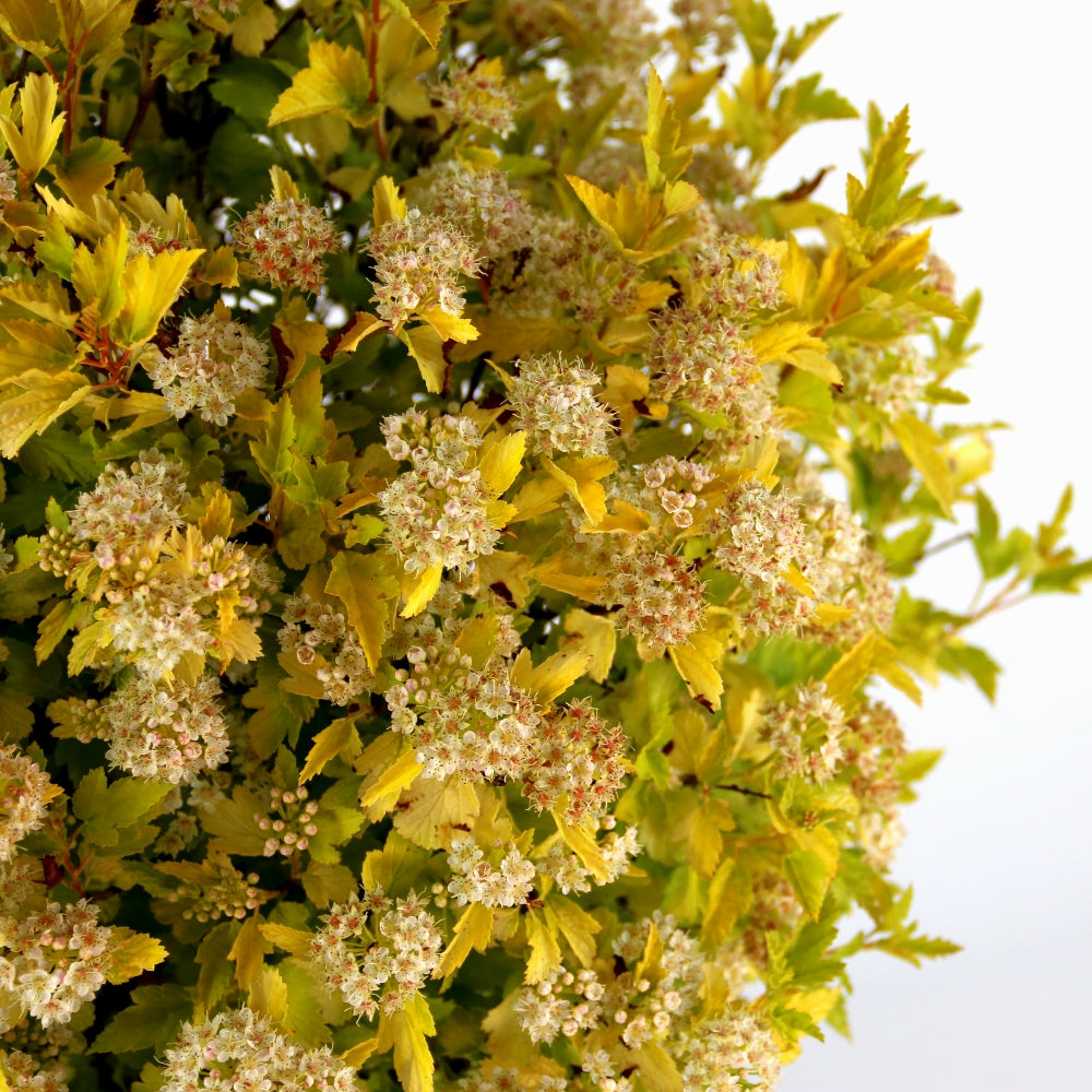 Ninebark Cougar Cub 2G