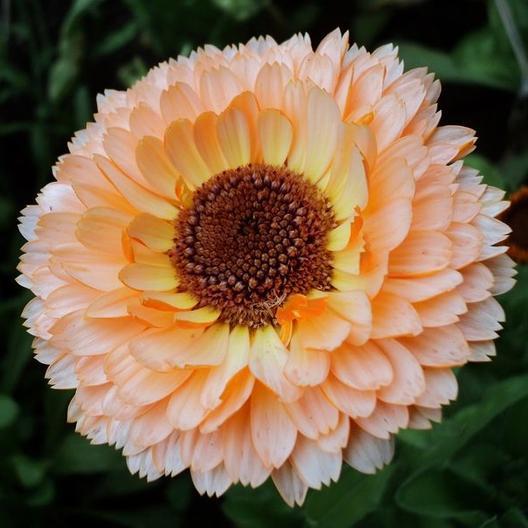 Calendula Pink Surprise MIgardener Seed