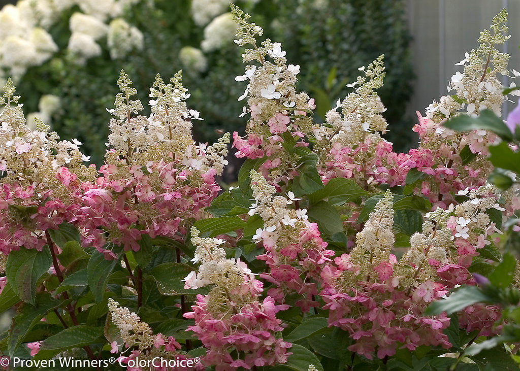 Hydrangea Pinky Winky Prime 2G