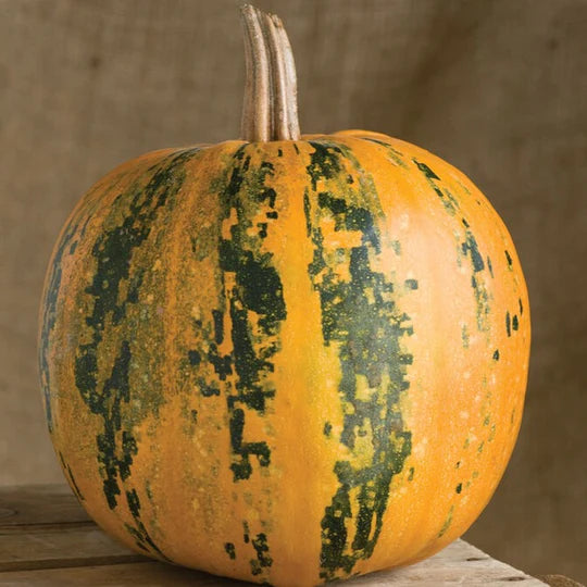 Pumpkin Kakai MIgardener Seed