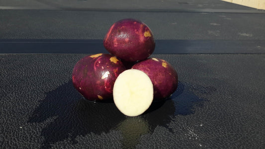Potato Seed Purple Viking