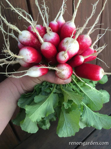 Radish French Breakfast Petit Dejeuner