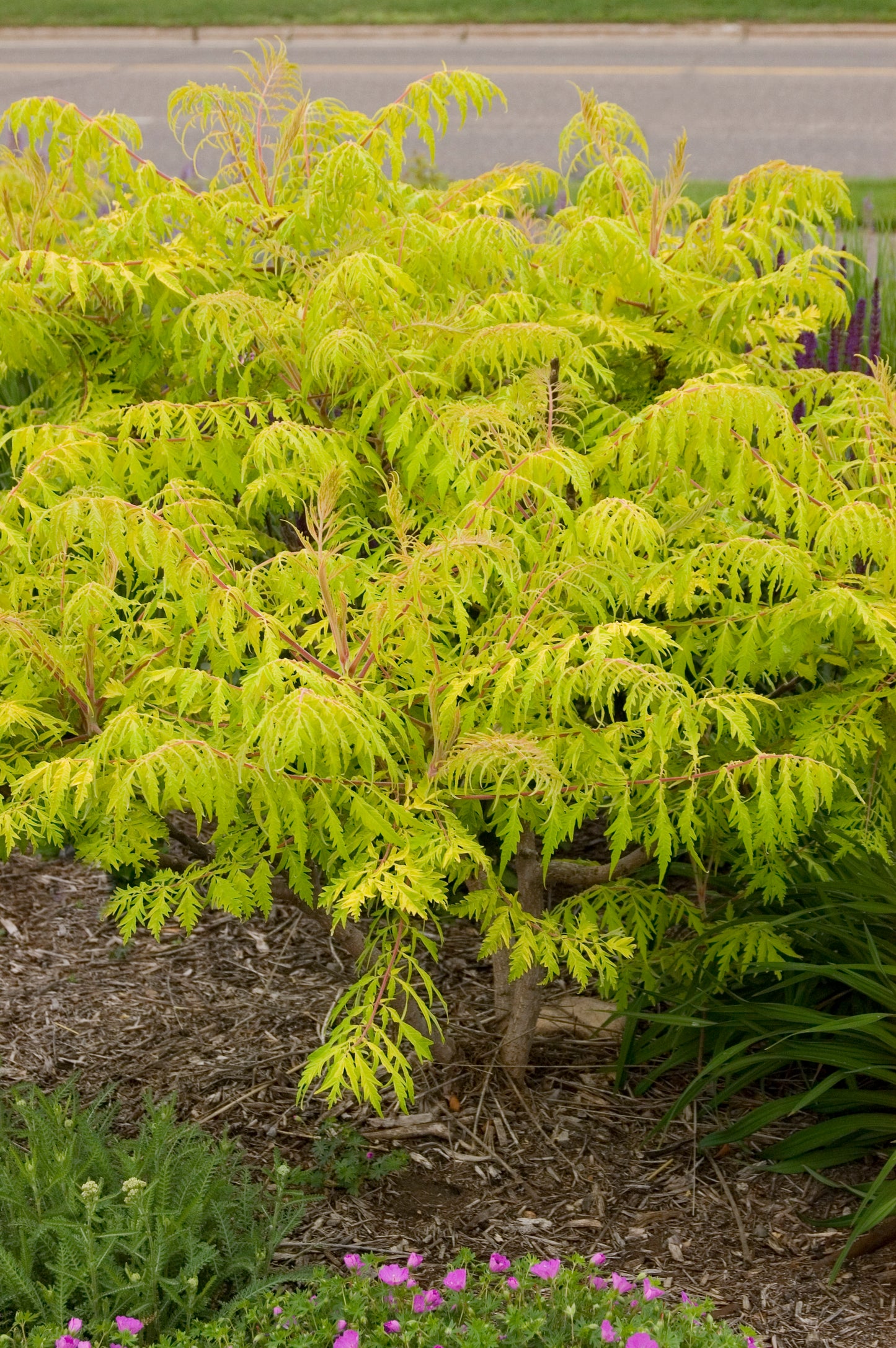 Tiger Eyes Sumac 2G