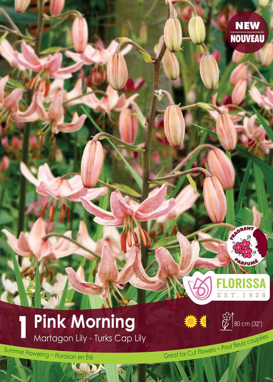 Lily Martagon Pink Morning Bulbs