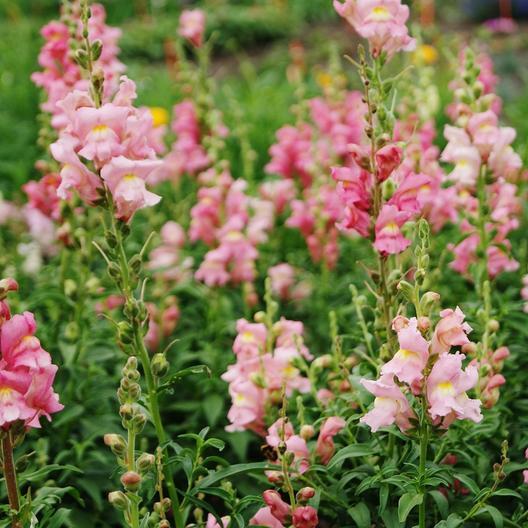 Snapdragon Rose MIgardener Seed