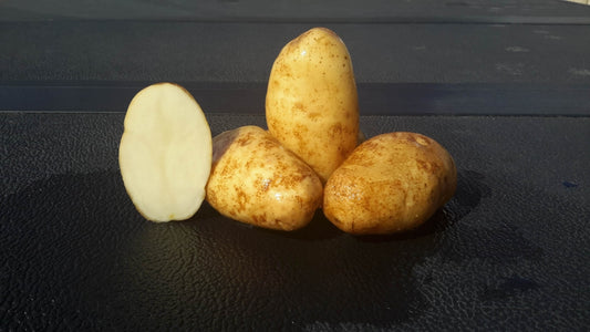 Potato Seed Russet
