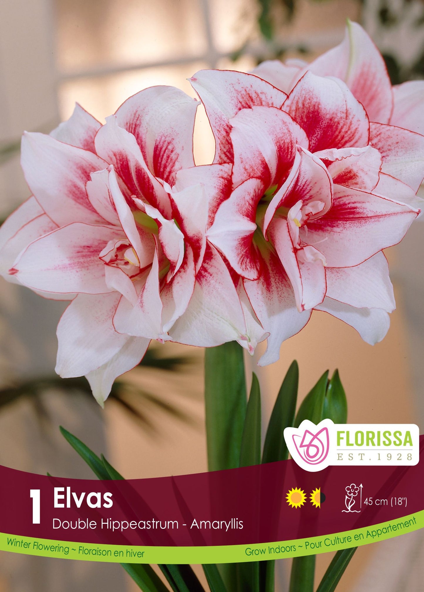Amaryllis Bulb Double Elvas 28cm