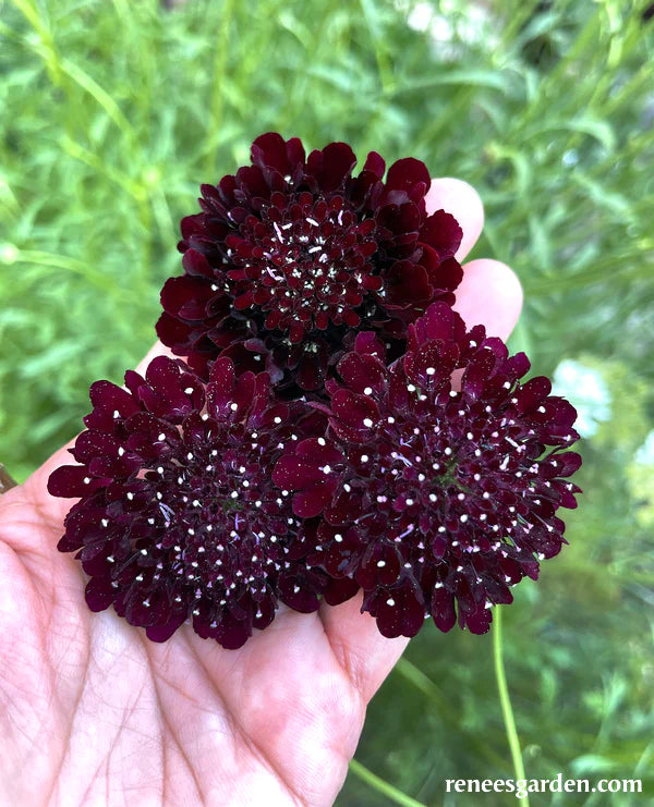 Scabiosa Heirloom Dark Night Pincushion