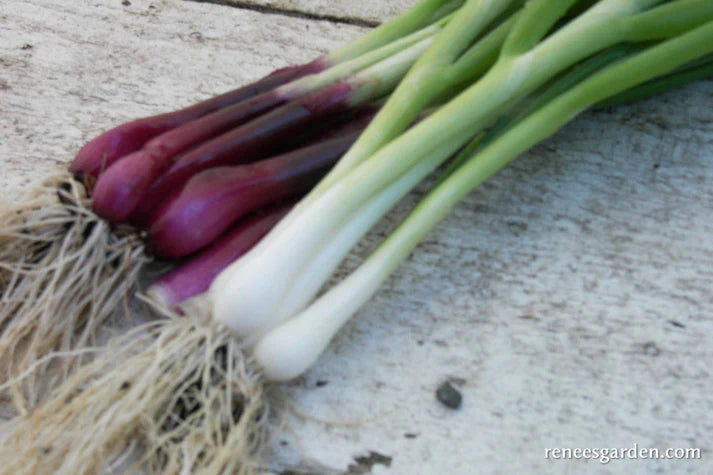 Onion Scallions Delicious Duo