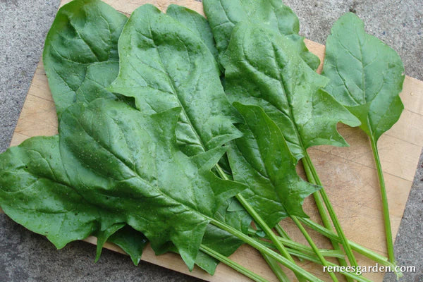 Spinach Japanese Oriental Giant